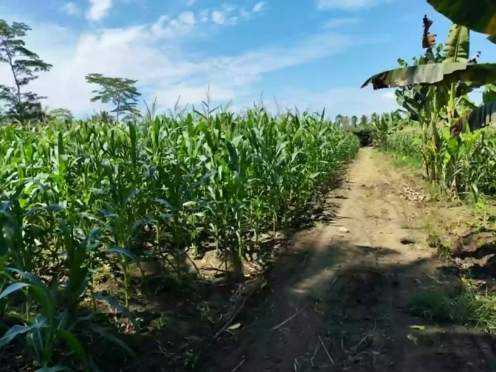 For Sale: Agricultural Lot in Cabcabon, Butuan City — 500 sqm